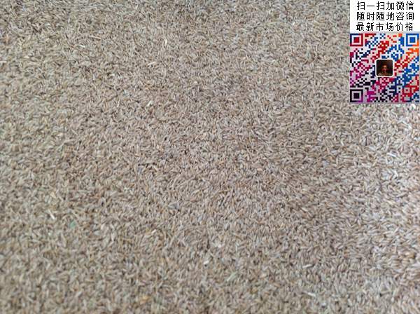 天堂草種子圖片 天堂草種子圖片