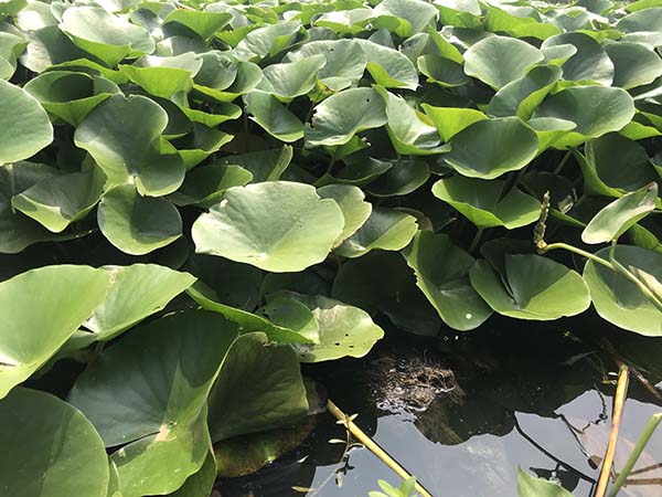 睡蓮苗 睡蓮苗