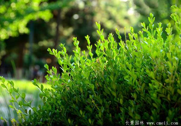小葉黃楊--長景園林