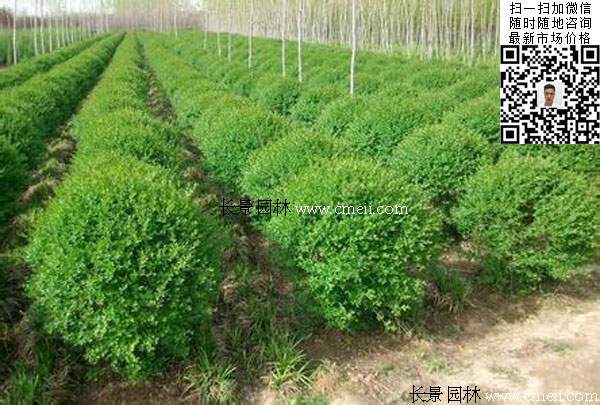 小葉女貞球 小葉女貞球