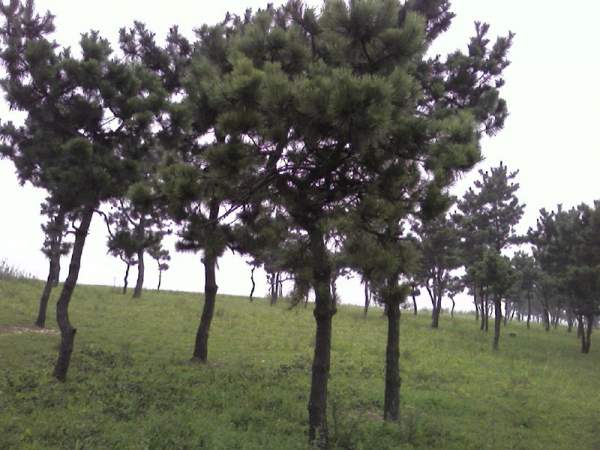 黑松樹(shù)基地底價(jià)直銷(xiāo)黑松樹(shù)苗