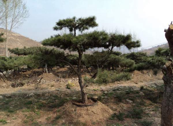 黑松樹(shù)基地底價(jià)直銷(xiāo)黑松樹(shù)苗