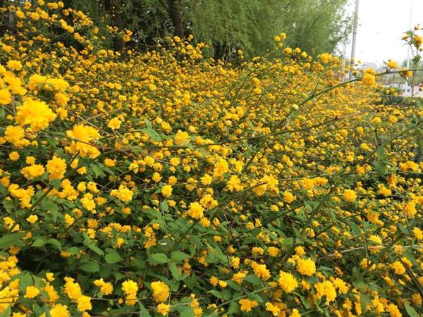 棣棠花的花語是什么?