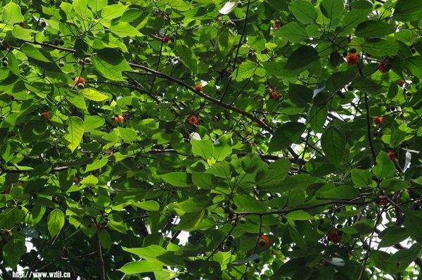 構(gòu)樹(shù)繁殖快