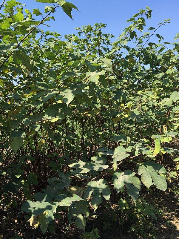 雜交構(gòu)樹(shù)