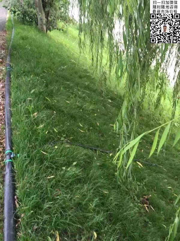 高羊茅草坪種子種植出的護坡綠化效果 高羊茅草坪種子種植出的護坡綠化效果