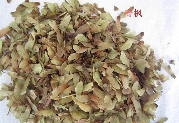 青楓種子 青楓種子