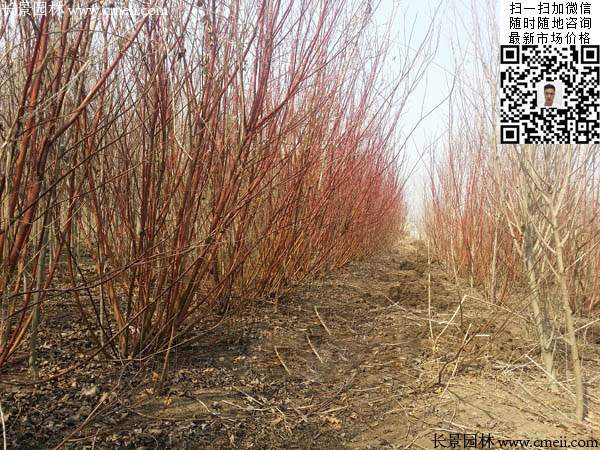 紅瑞木-長景園林 紅瑞木-長景園林