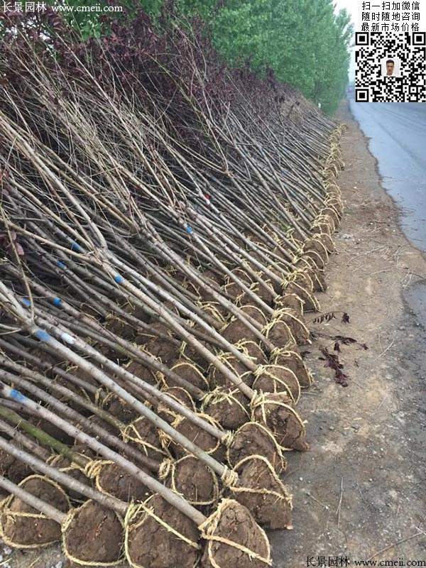 紫葉碧桃發貨--長景園林 紫葉碧桃發貨--長景園林