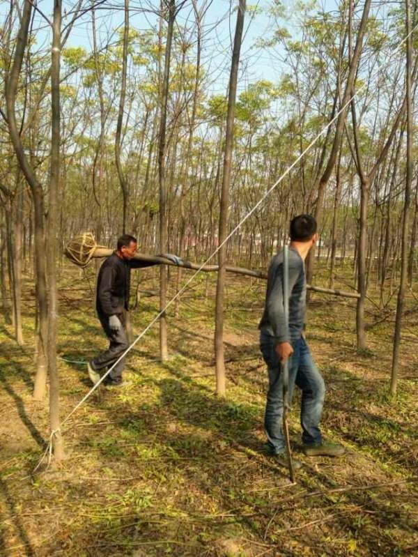 供應8公分9公分10公分苦楝樹 供應8公分9公分10公分苦楝樹