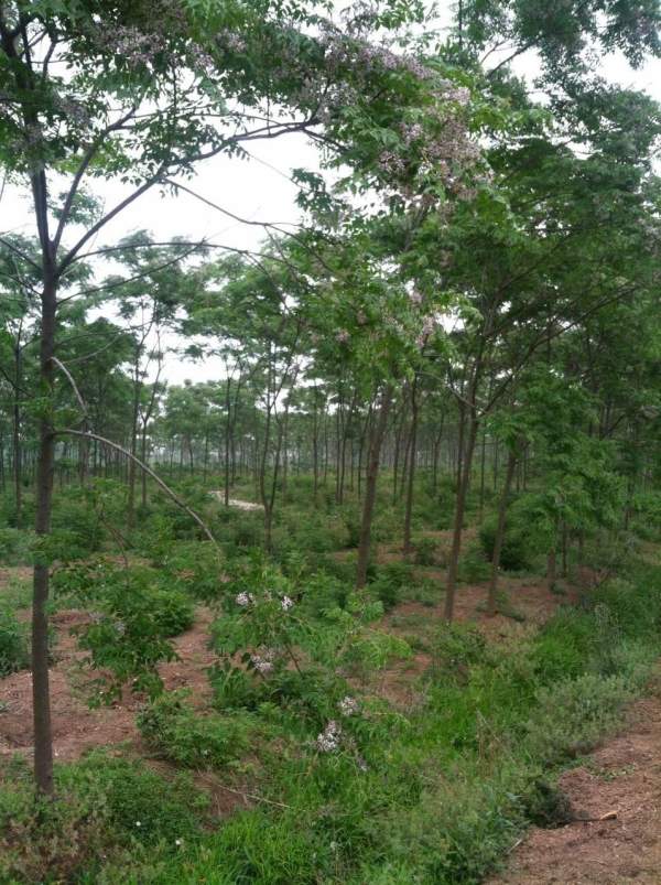 供應8公分9公分10公分苦楝樹 供應8公分9公分10公分苦楝樹