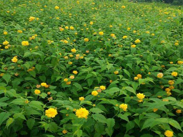 棣棠基地 棣棠基地