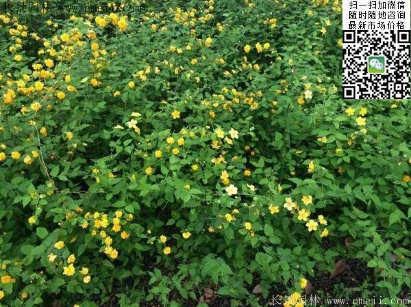 棣棠花--長景園林 棣棠花--長景園林