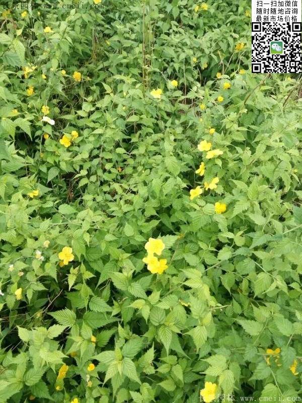 棣棠出售--長景園林 棣棠出售--長景園林