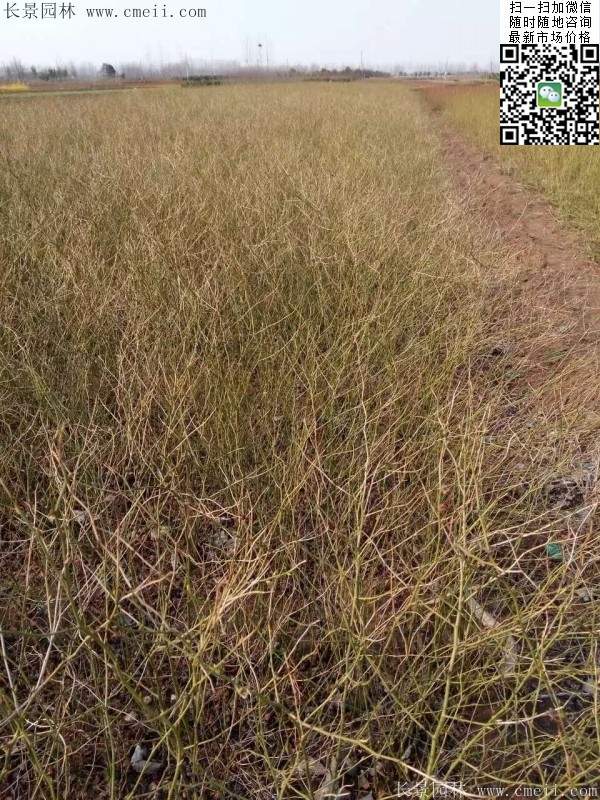 馬蘭棣棠--長(zhǎng)景園林 馬蘭棣棠--長(zhǎng)景園林