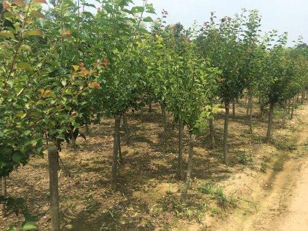 高端、大氣、上檔次的紅梅