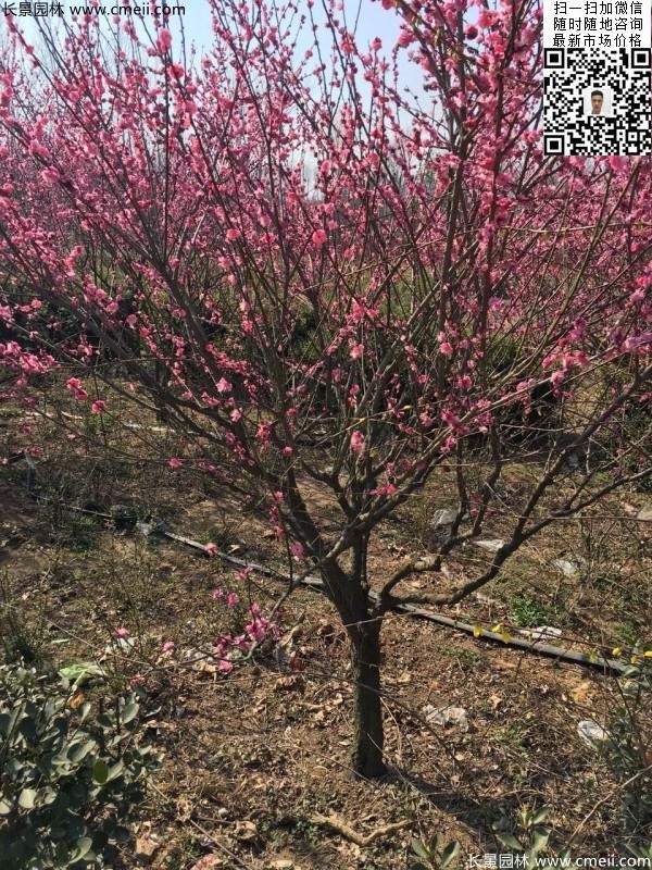 高端、大氣、上檔次的紅梅