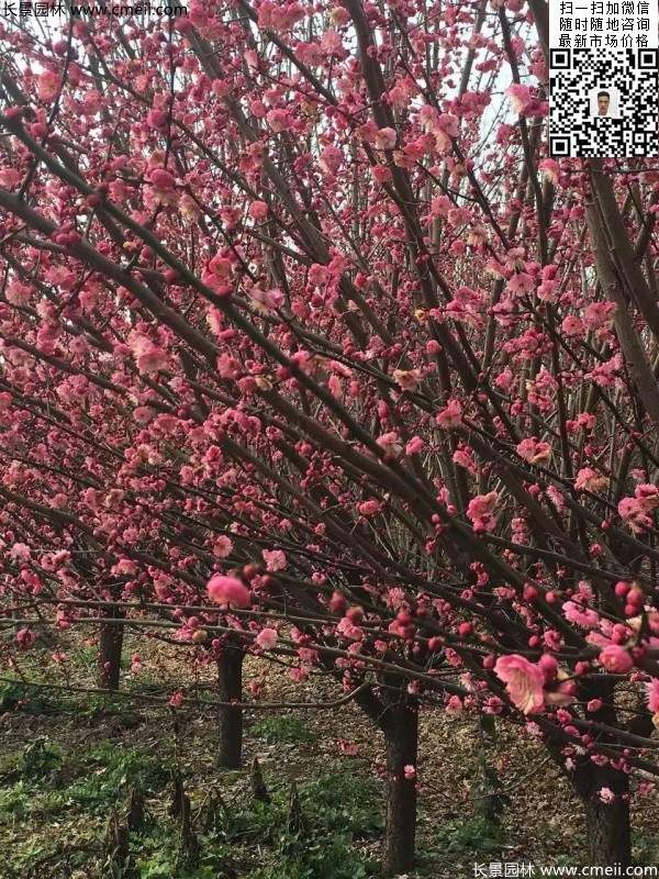 高端、大氣、上檔次的紅梅