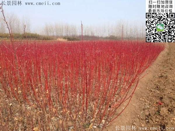 紅瑞木基地--長景園林 紅瑞木基地--長景園林