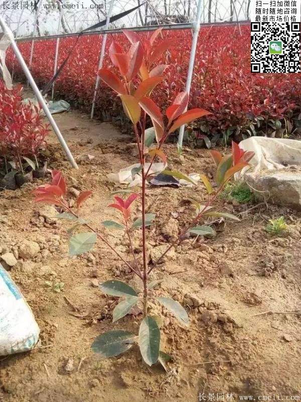 紅葉石楠--長(zhǎng)景園林 紅葉石楠--長(zhǎng)景園林