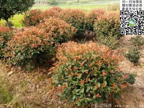 紅葉石楠--長(zhǎng)景園林 紅葉石楠--長(zhǎng)景園林