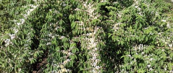 金銀木只要看一眼就迷上了,不信你就看看 金銀木只要看一眼就迷上了,不信你就看看