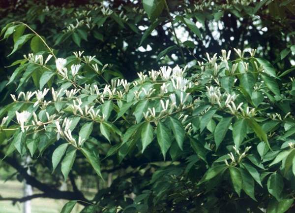 金銀木標(biāo)價表