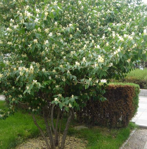 金銀木標(biāo)價表