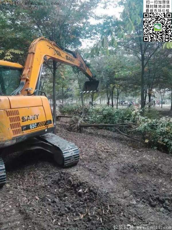 大規格櫸樹 大規格櫸樹