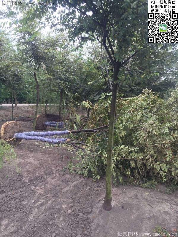 大規(guī)格櫸樹 大規(guī)格櫸樹