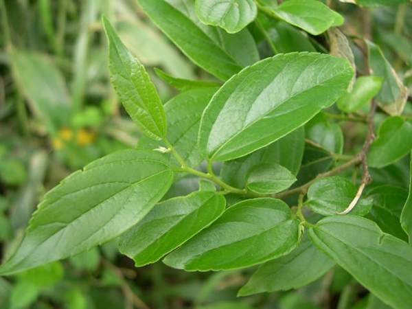 樸樹(shù)葉子 樸樹(shù)葉子