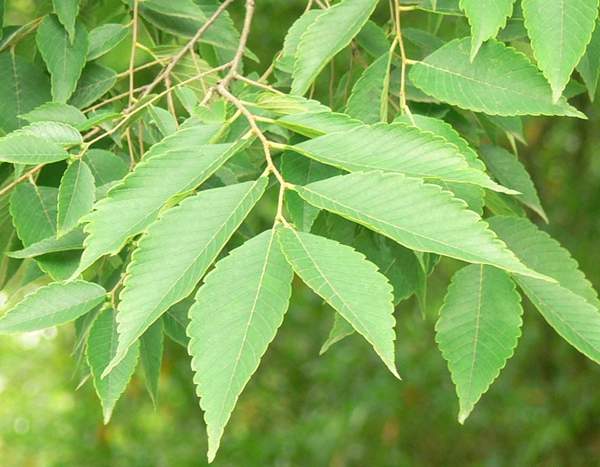 櫸樹(shù)葉子 櫸樹(shù)葉子
