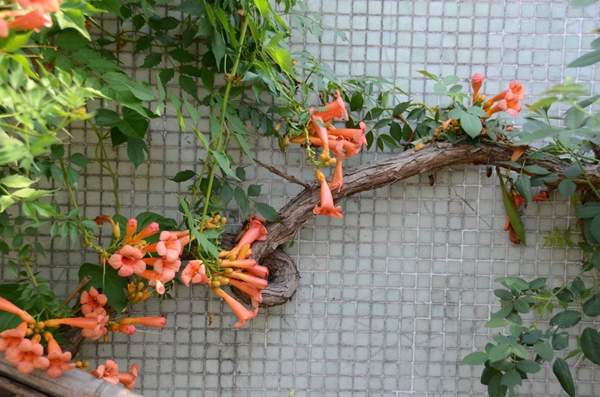 凌霄花藥用 凌霄花藥用