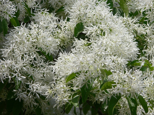 2-4米的流蘇樹 2-4米的流蘇樹