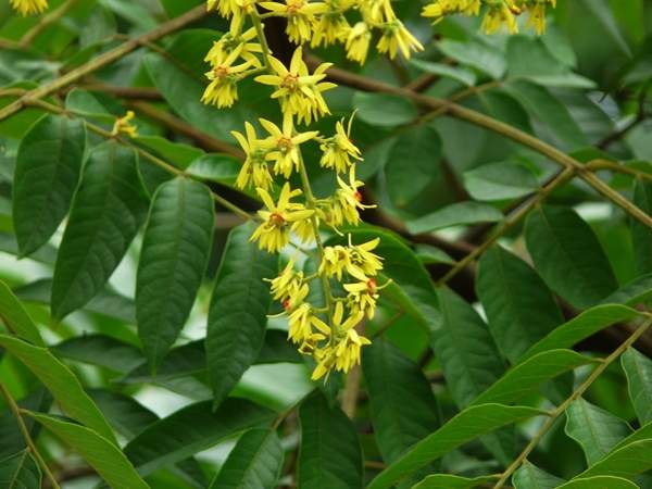 欒樹規格 欒樹規格