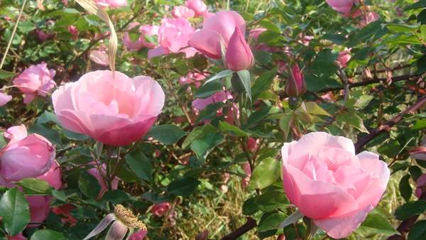 薔薇商家 薔薇商家