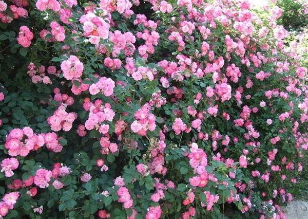 沭陽(yáng)薔薇花 沭陽(yáng)薔薇花