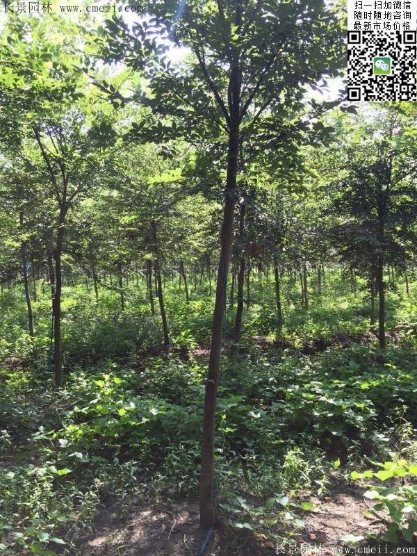 櫸樹哪里便宜？麻煩推薦一家大型，有誠信的單位！