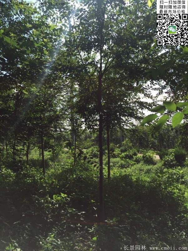 櫸樹哪里便宜？麻煩推薦一家大型，有誠信的單位！