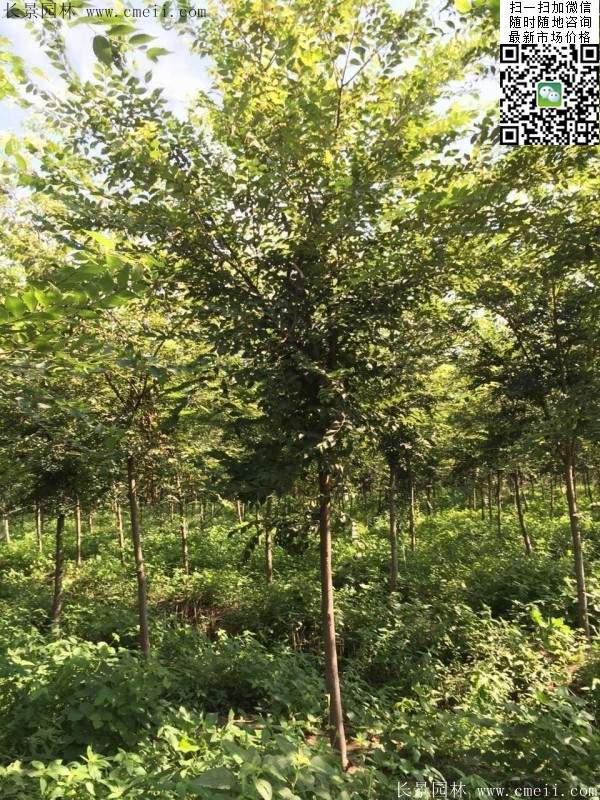 櫸樹哪里便宜？麻煩推薦一家大型，有誠信的單位！