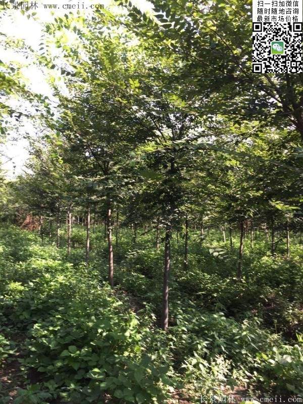 櫸樹哪里便宜？麻煩推薦一家大型，有誠信的單位！
