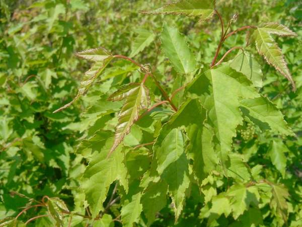 2016青楓 2016青楓