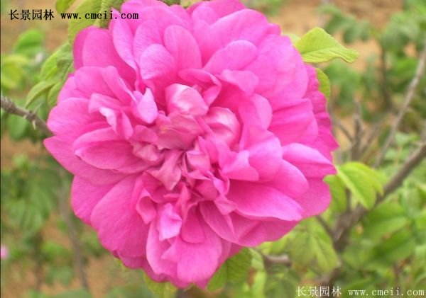 進口玫瑰花與國產玫瑰花的區(qū)別