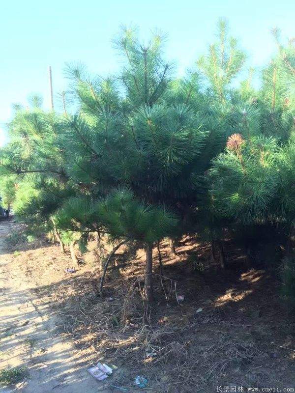 2016沭陽(yáng)黑松樹(shù)的規(guī)格 2016沭陽(yáng)黑松樹(shù)的規(guī)格