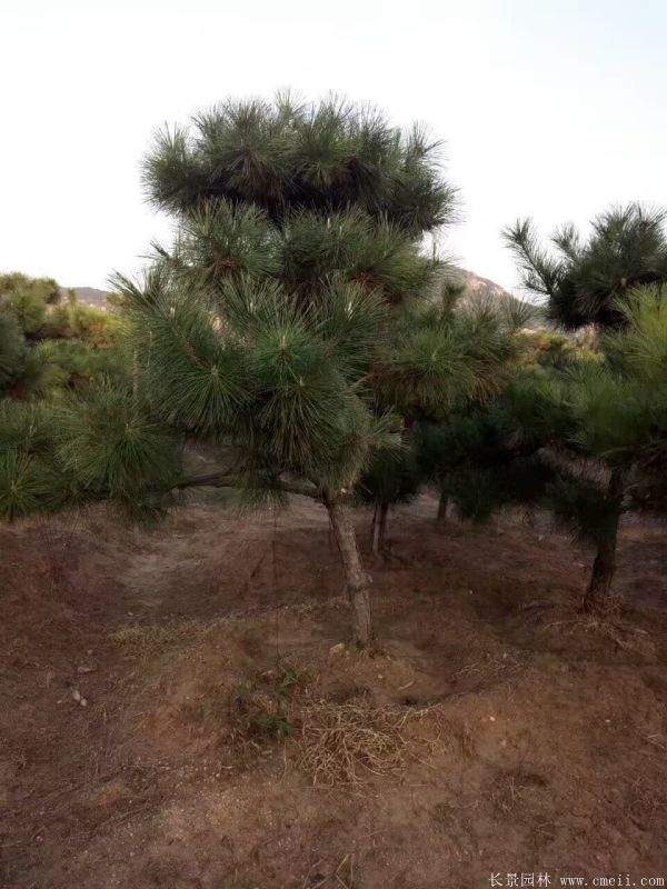 2016沭陽(yáng)黑松樹(shù)的規(guī)格 2016沭陽(yáng)黑松樹(shù)的規(guī)格