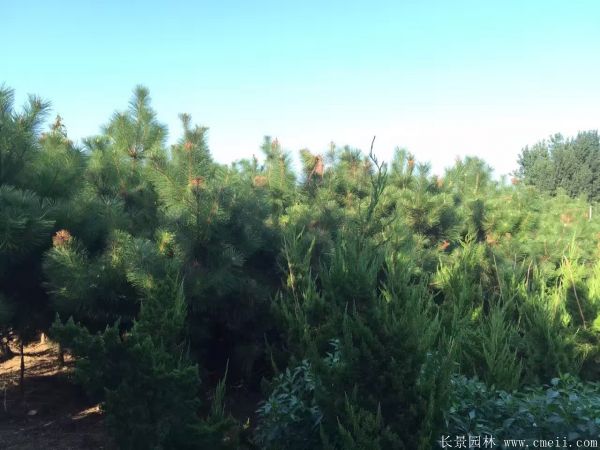 2016沭陽(yáng)黑松樹(shù)的規(guī)格 2016沭陽(yáng)黑松樹(shù)的規(guī)格