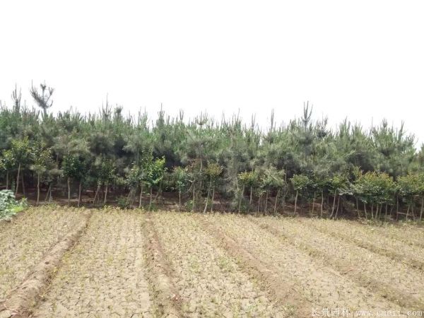 2016沭陽(yáng)黑松樹(shù)的規(guī)格 2016沭陽(yáng)黑松樹(shù)的規(guī)格