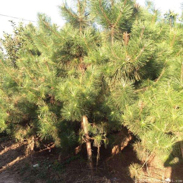 2016沭陽(yáng)黑松樹(shù)的規(guī)格 2016沭陽(yáng)黑松樹(shù)的規(guī)格