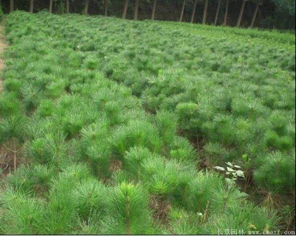 2016沭陽(yáng)黑松樹(shù)的規(guī)格 2016沭陽(yáng)黑松樹(shù)的規(guī)格