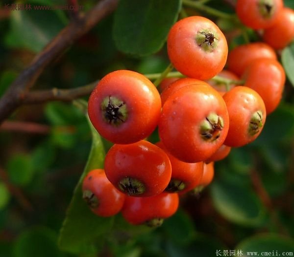 沭陽火棘球 沭陽火棘球